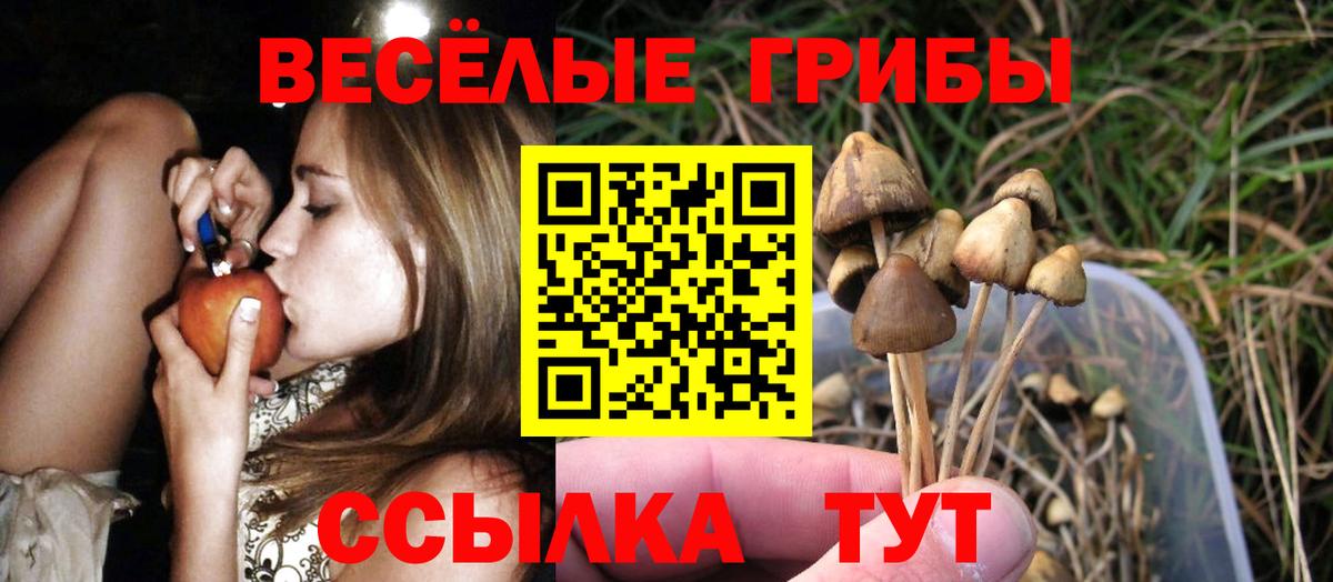 Галлюциногенные грибы Psilocybe  Псилоцибиновые грибы мицелий  Волгоград  Вход с VPN 